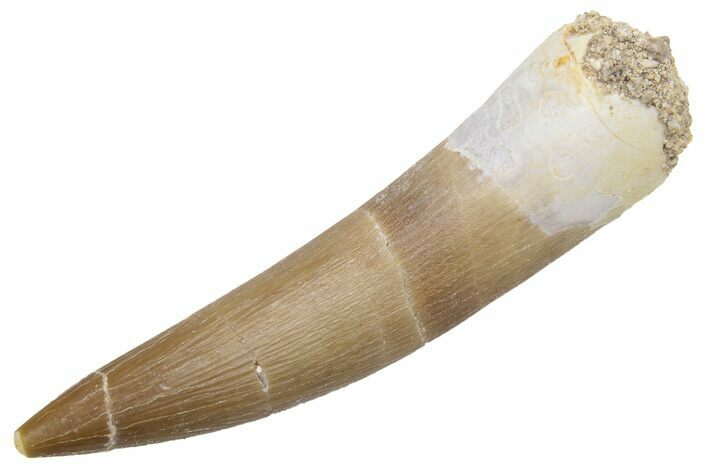 Fossil Plesiosaur (Zarafasaura) Tooth - Morocco #231144